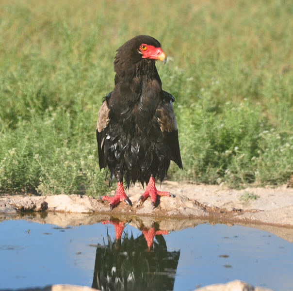 Botswana